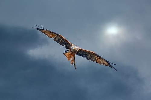 United Kingdom, Wales. Red kite bird in flight. Art Print